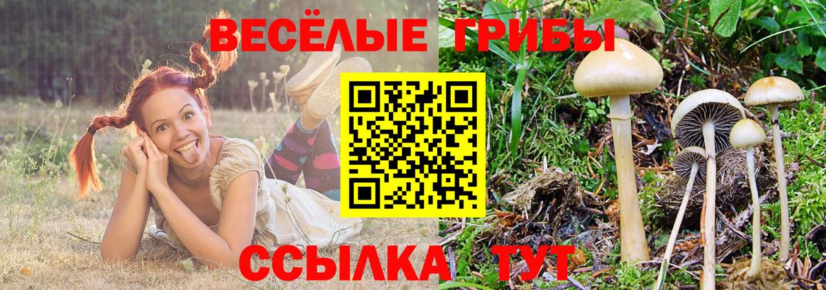 Галлюциногенные грибы MAGIC MUSHROOMS  Псилоцибиновые грибы GOLDEN TEACHER  Вход с VPN  Междуреченск 